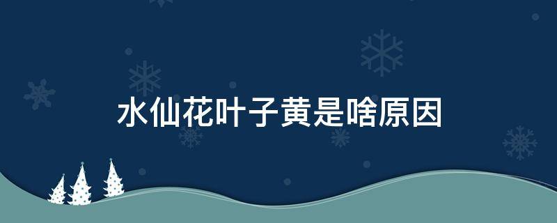 水仙花叶子黄是啥原因 水仙花黄叶是怎么回事