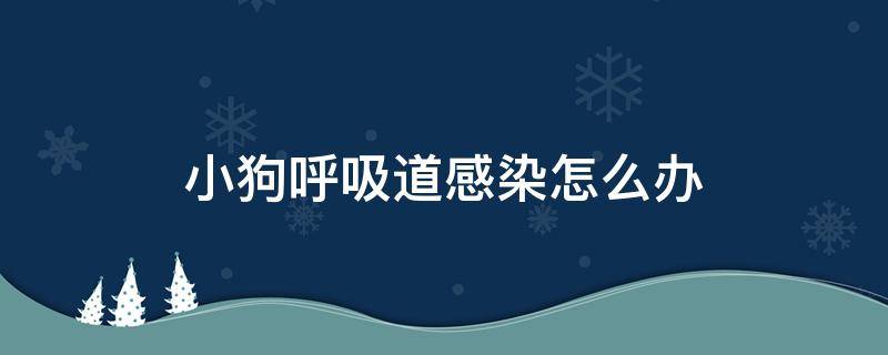 小狗呼吸道感染怎么办 小狗狗呼吸道感染如何治疗