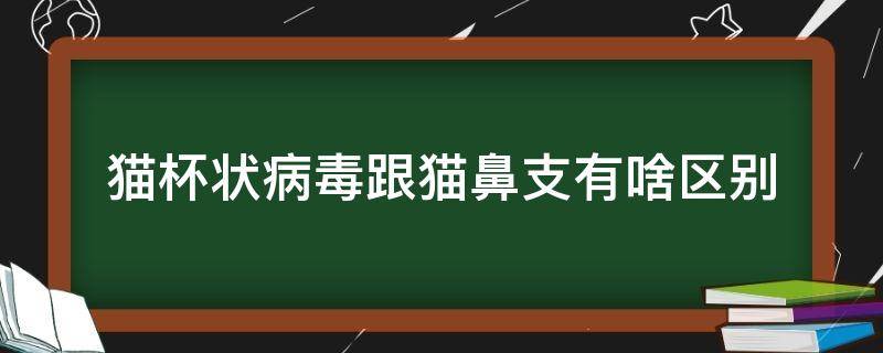 猫杯状病毒跟猫鼻支有啥区别（猫杯状病毒和猫鼻支）