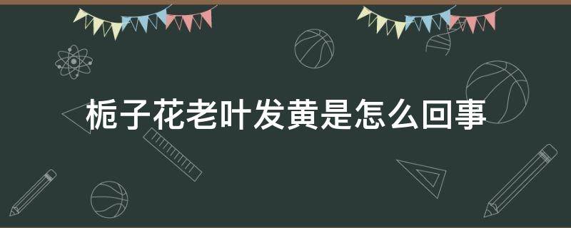 栀子花老叶发黄是怎么回事（栀子花的老叶发黄是什么原因）