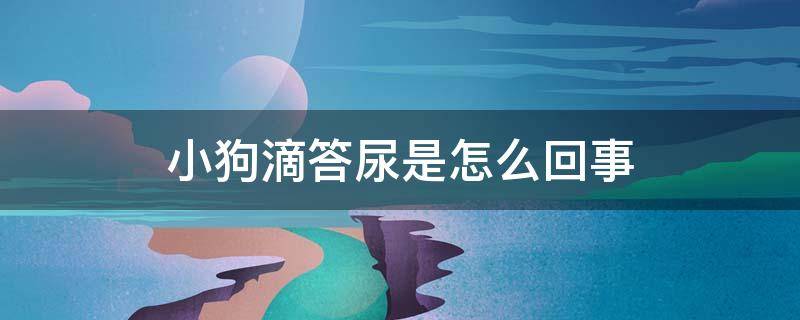 小狗滴答尿是怎么回事 小狗走路滴答尿是什么原因?