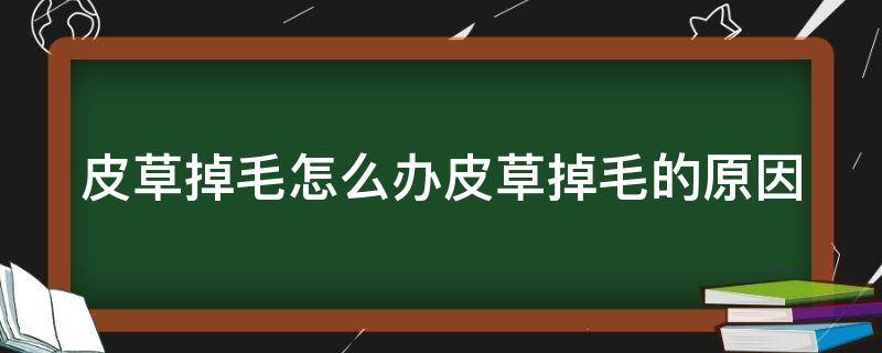 皮草掉毛怎么办皮草掉毛的原因（皮草掉毛怎么办?教你处理方法!）