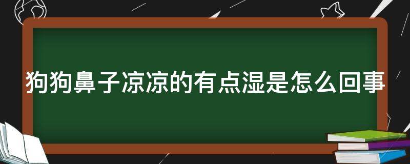 狗狗鼻子凉凉的有点湿是怎么回事（狗狗鼻子冰凉湿润怎么回事）