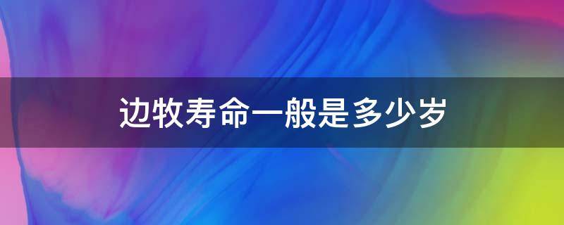 边牧寿命一般是多少岁（边牧的寿命最长能活多少年）