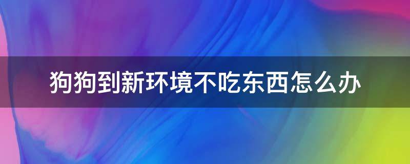 狗狗到新环境不吃东西怎么办（幼犬新环境不吃东西怎么办）