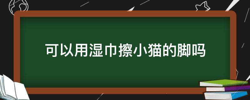 可以用湿巾擦小猫的脚吗（可以给小猫擦脚吗）