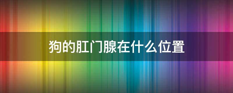 狗的肛门腺在什么位置 狗的肛门腺在哪个位置