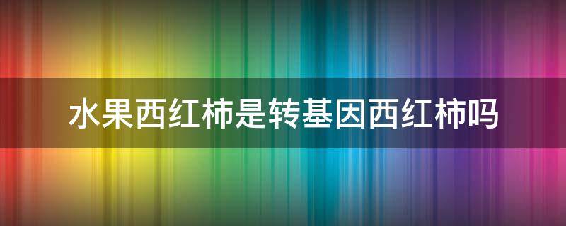 水果西红柿是转基因西红柿吗 水果小西红柿是转基因的吗