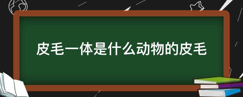 皮毛一体是什么动物的皮毛 皮毛一体真的是动物皮毛做的吗