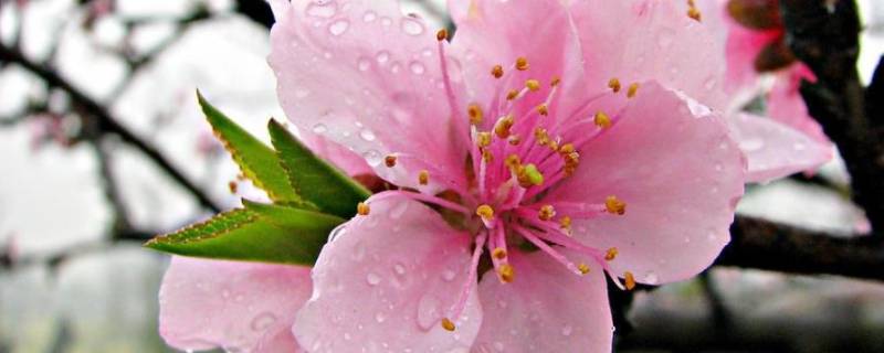 桃花红红她点着头说什么（桃花红着脸对她说什么）