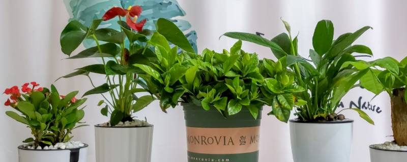 绿植养护队名字 绿植小组取名字