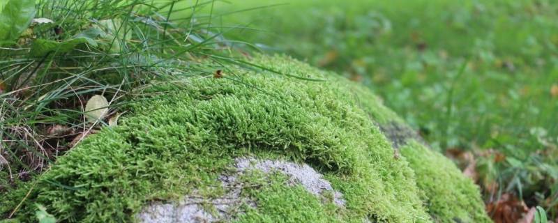 苔藓过冬春天能活吗（苔藓冬天死了春天会活吗）