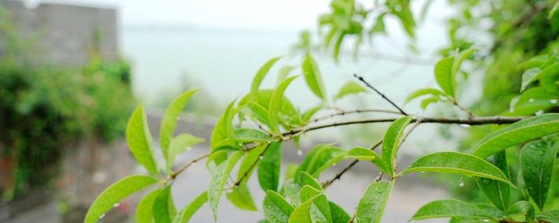 梅雨季如何防霉除湿（梅雨季如何防霉除湿厂房）