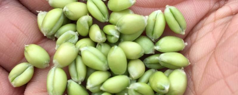 青麦粒怎样做好吃 青麦怎么吃最方便