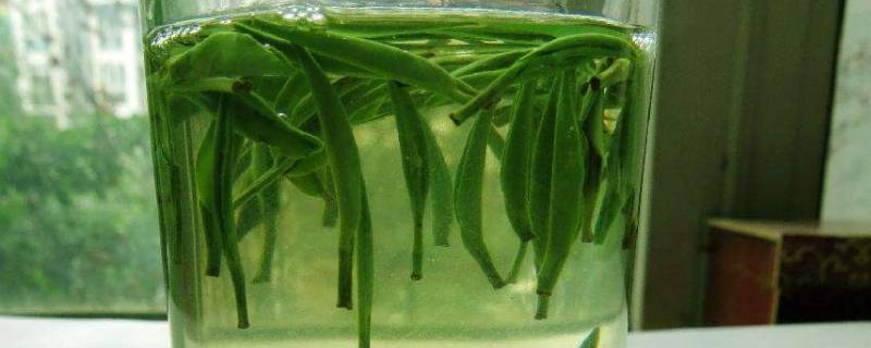 竹叶青和雀舌的区别（竹叶青和雀舌的区别图片）