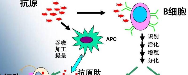 被病毒感染的细胞通过信使囊泡将病毒的什么传到细胞膜表面