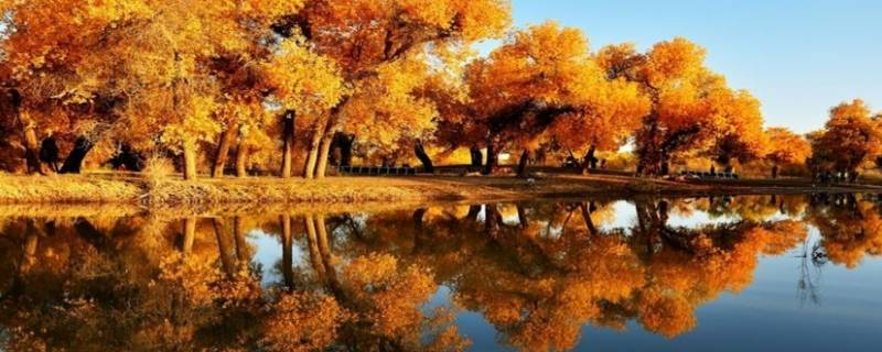 甘肃的胡杨林旅游景区在哪里（甘肃旅游必去十大景点胡杨林）