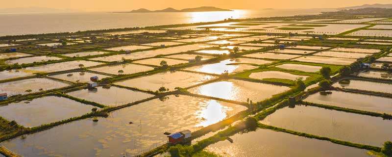 鱼塘浮萍用什么药清除不伤鱼（鱼塘浮萍用什么药可以消灭）