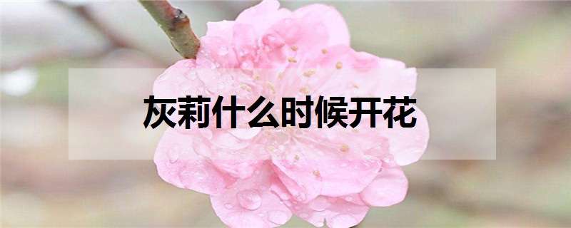 灰莉什么时候开花（灰莉几月份开花）