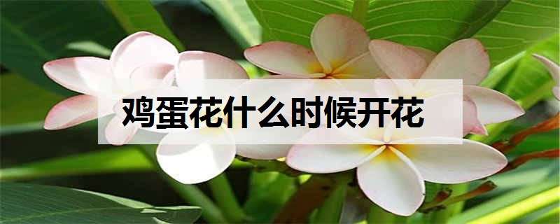 鸡蛋花什么时候开花 鸡蛋花什么时候开花?什么时候落叶?