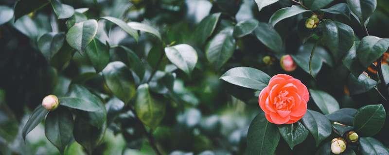 茶花有花苞不盛开怎么回事（茶花有花苞不盛开怎么回事儿）