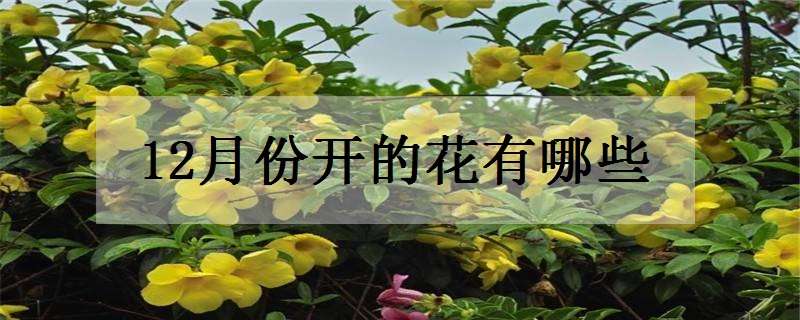 12月份开的花有哪些（12月份开的花有哪些如何画）