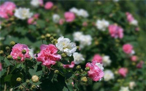 芙蓉花为什么开花蔫