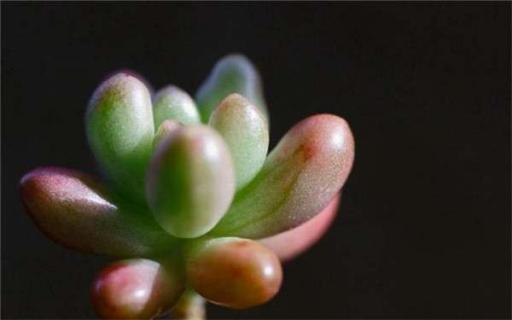 怎么给多肉植物浇水 怎么给多肉植物浇水最好