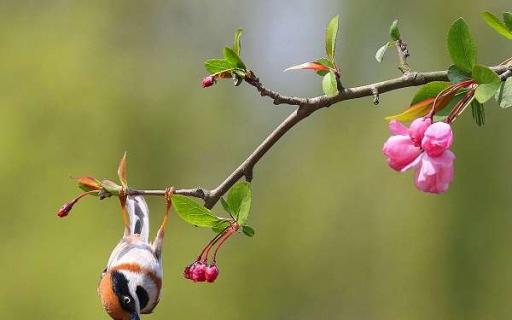 海棠花代表的花语是什么（海棠花代表着什么花语）