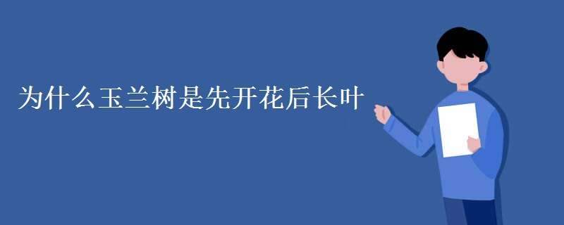 为什么玉兰树是先开花后长叶（为什么玉兰树是先开花后长叶呢）