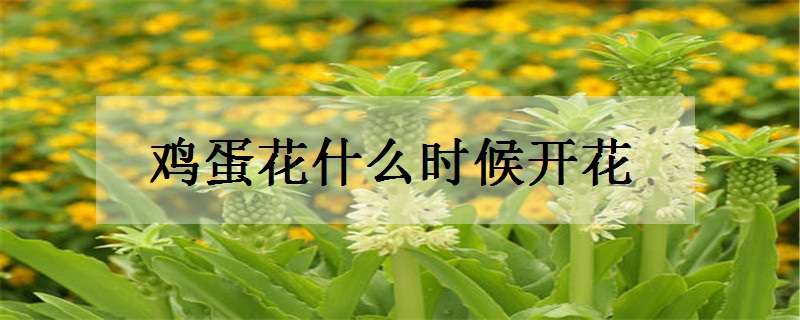 鸡蛋花什么时候开花（鸡蛋花什么时候开花结果）