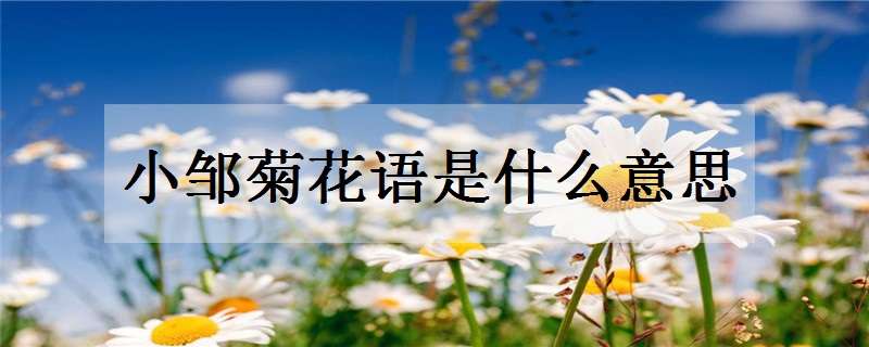 小邹菊花语是什么意思（小邹菊唯美图片）