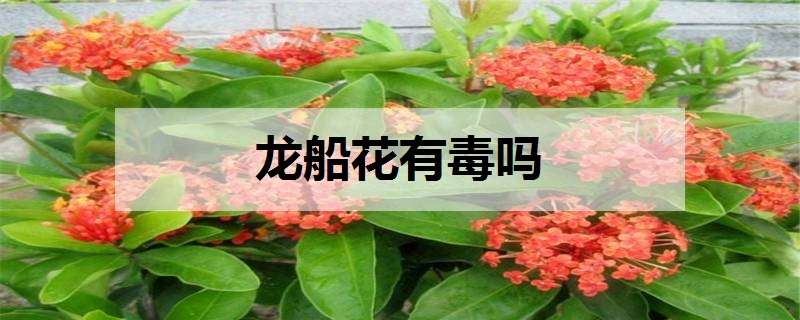 龙船花有毒吗（龙船花有毒吗能去甲醛吗）