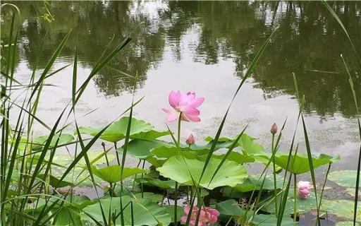 荷花种植方法和时间是什么（荷花在什么季节种植）