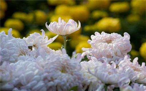 菊花施什么肥料长得好（菊花浇水的正确方法）