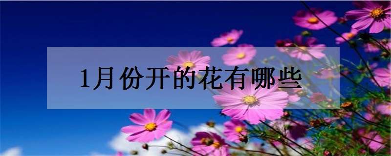 1月份开的花有哪些（1月份开的花有哪些玫瑰品种）