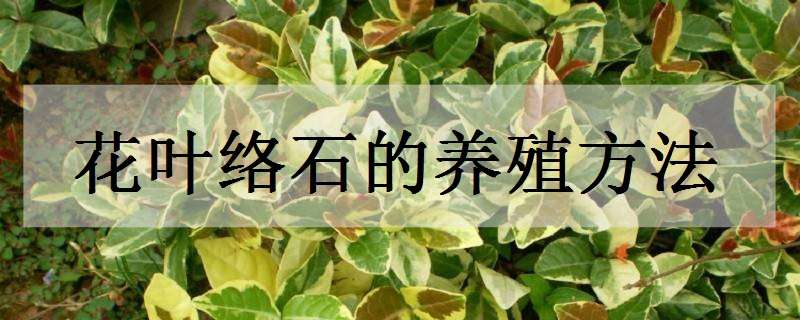 花叶络石的养殖方法 花叶络石的养殖方法和注意事项有哪些