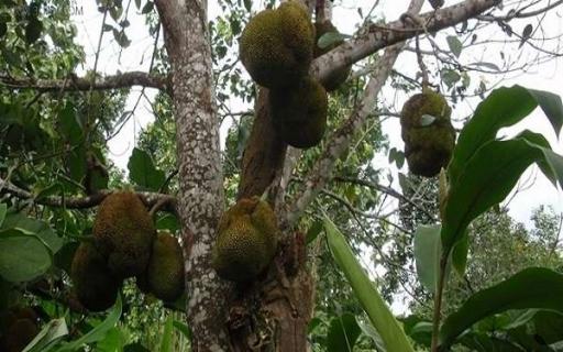 榴莲核家庭种植方法 榴莲核的种植方法