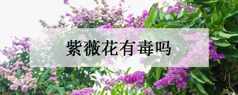 紫薇花有毒吗（紫薇花有毒吗?小孩子吃了会怎样）