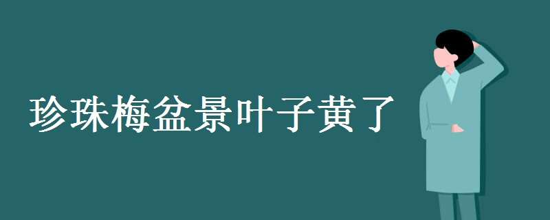 珍珠梅盆景叶子黄了怎么办 珍珠梅盆景叶子发黄