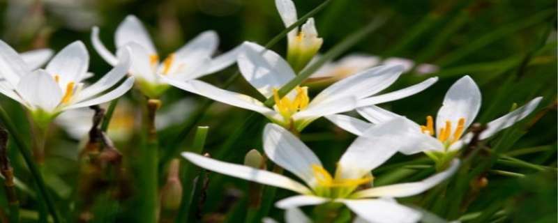 韭菜莲一年开几次花（韭莲多久开花）