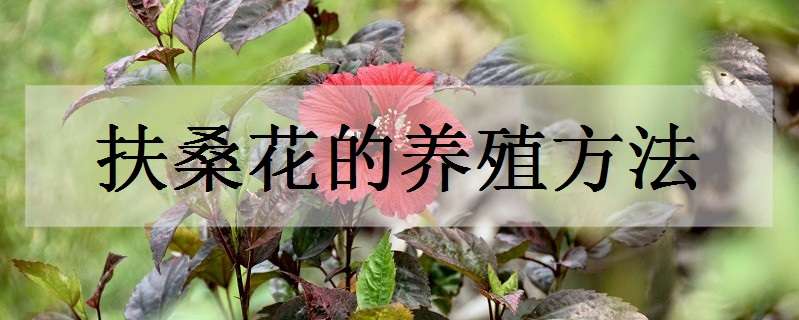 扶桑花的养殖方法