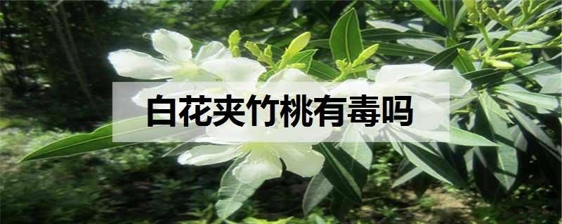 白花夹竹桃有毒吗 夹竹桃最毒的部位