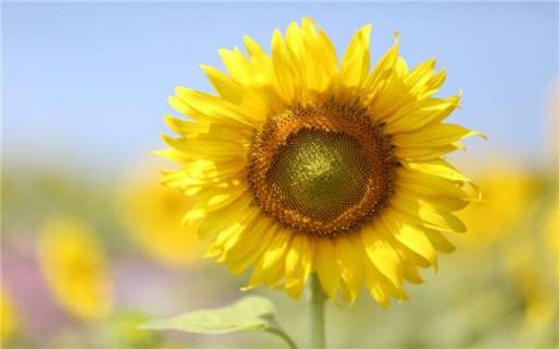 太阳花四季都开花吗（太阳花的四大禁忌）