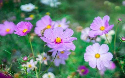 格桑花是多年生草本植物吗（格桑花是几年生植物）