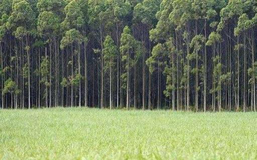 什么树长得快又值钱 什么树长得快又值钱介绍几种种植前景好的苗木