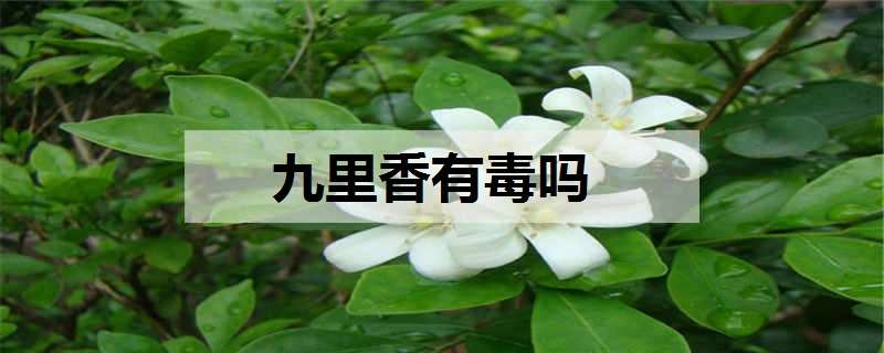 九里香有毒吗（水培九里香有毒吗）