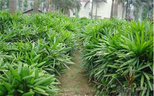 观音竹为什么要三支 观音竹放在家里哪个位置比较好