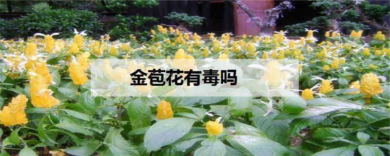 金苞花有毒吗（金苞花有毒吗图片）