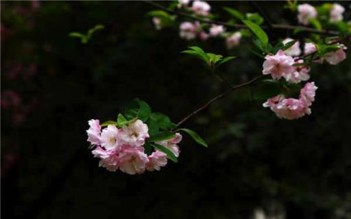 极度耐寒的花（极耐寒的花卉）